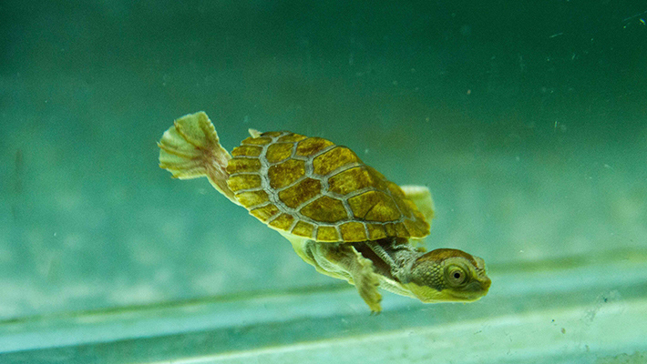 Bellinger River Turtle