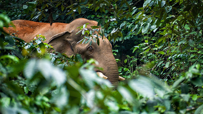 Flora and Fauna International