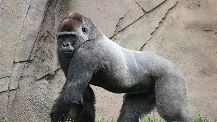 Silverback Gorilla