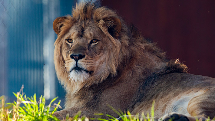 Lion at Taronga Zoo Sydney