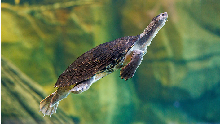 Mary River Turtle at ARC