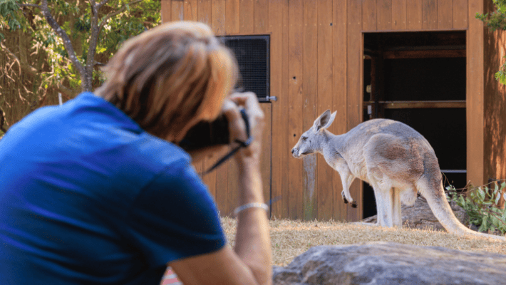 Student learning wildlife photography, photographing a Kangaroo at Taronga Zoo