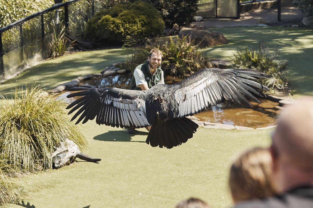 Spread your wings at Free Flight Birds