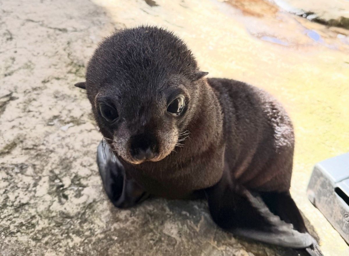 Seal Pup