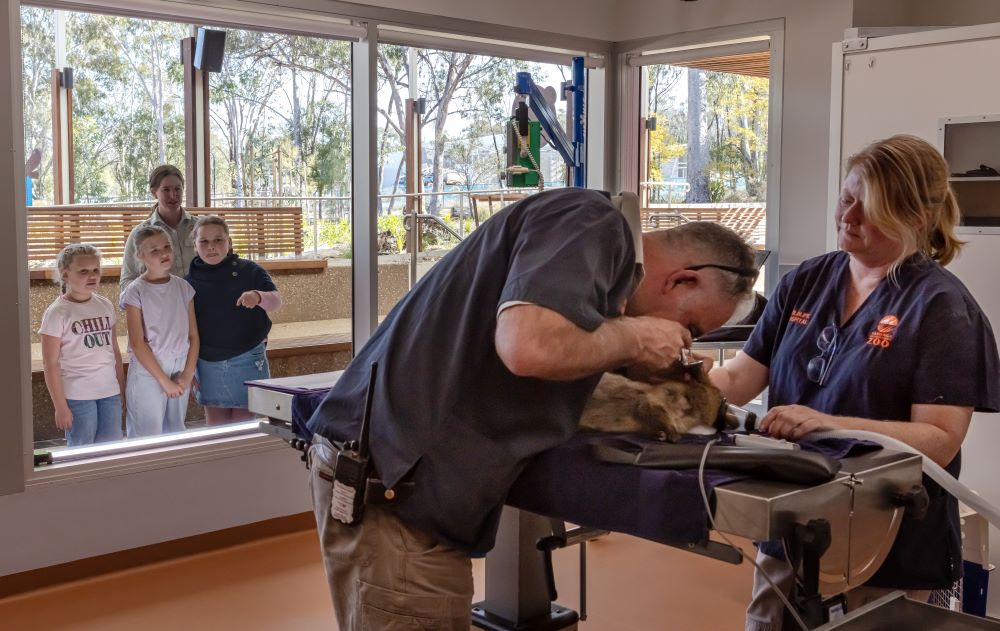 Watch vets in action