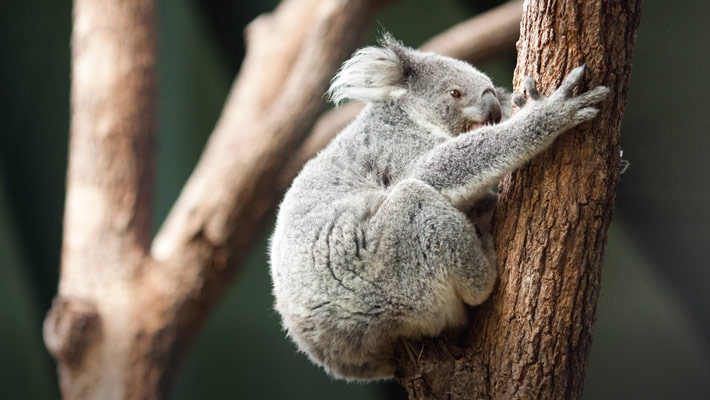 Koala in tree