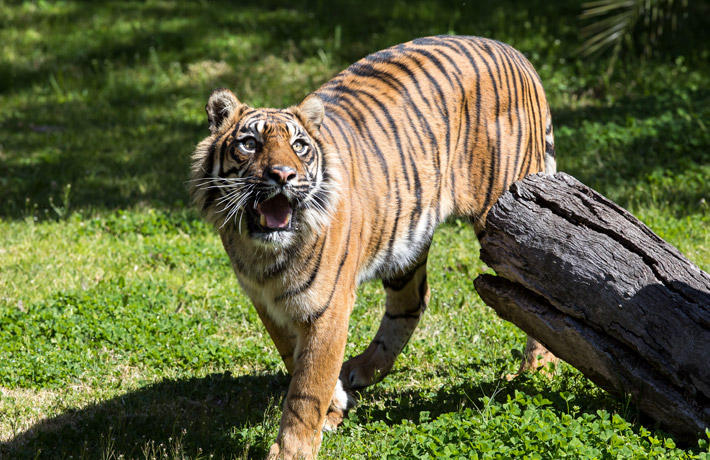 Sumatran Tiger