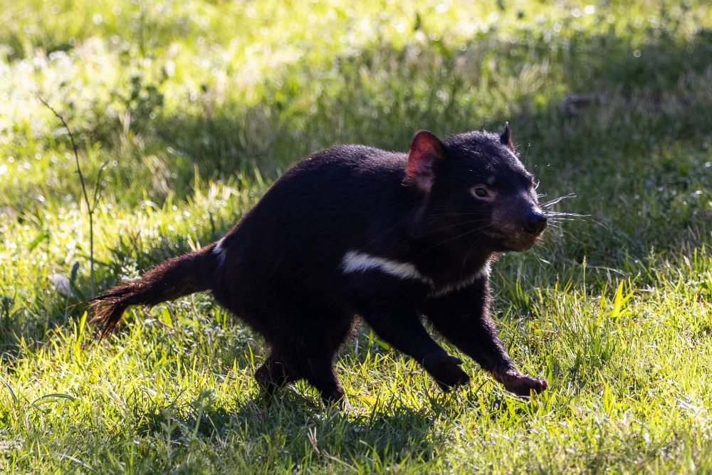 Playfully exploring their habitat together