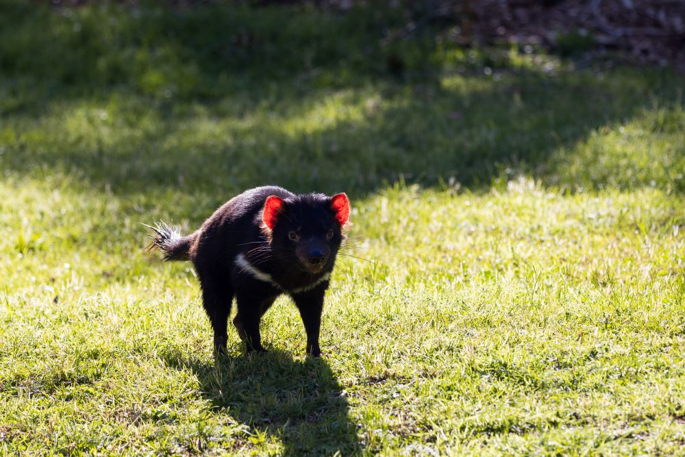 Tasmanian Devils are one of Australia’s most iconic and most threatened species