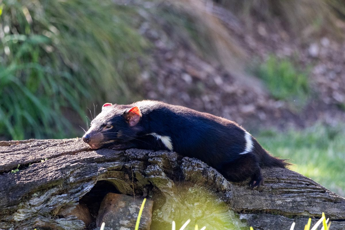 Relaxing in their sunny new habitat