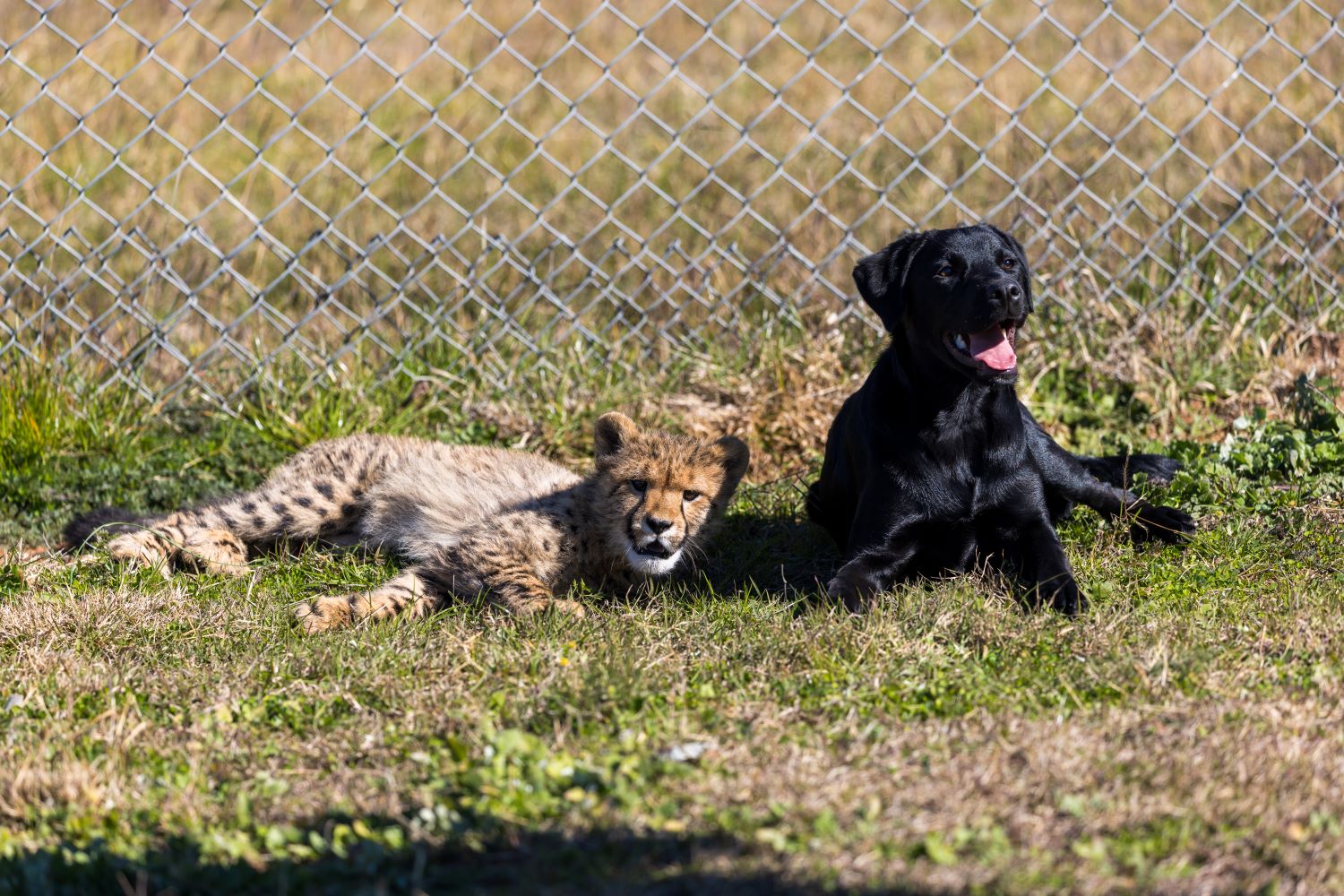 Cub Rozi and Lab Ziggy