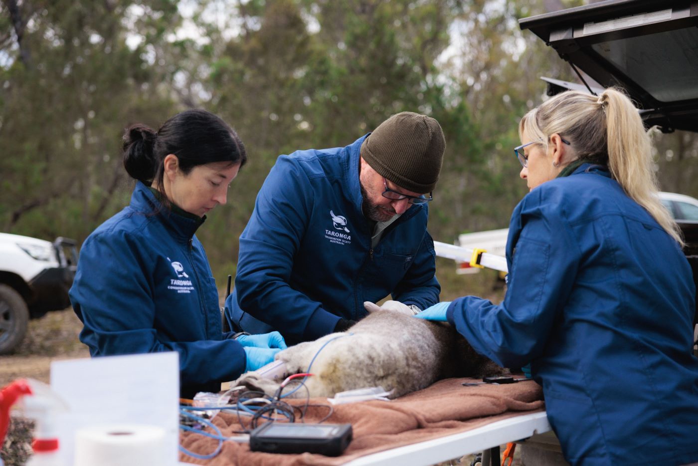 Koala Sentinel Project: Jed Nielsen
