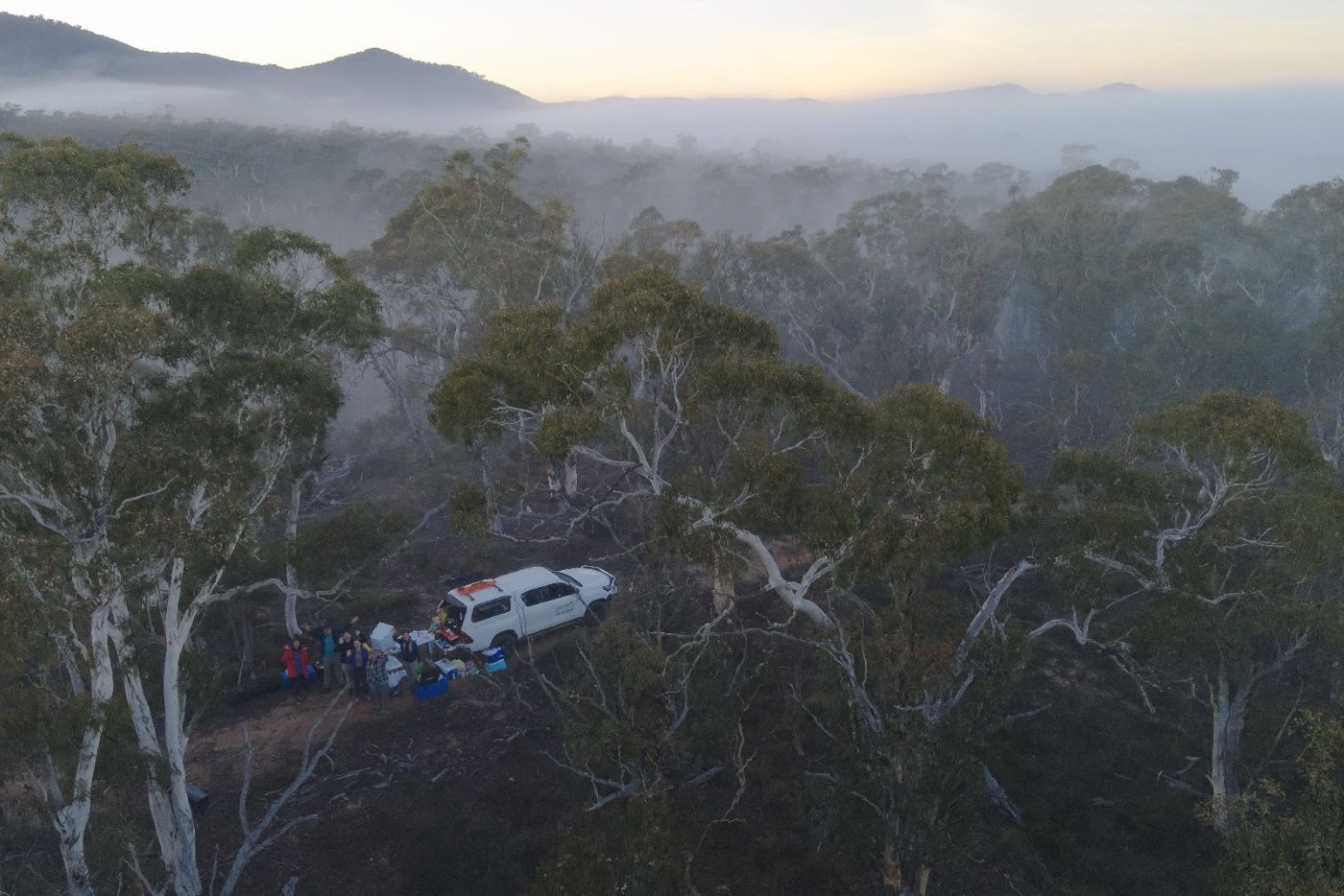 Koala Sentinel Project: Larry Vogelnest