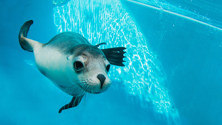 Nala, Australian Sea Lion 