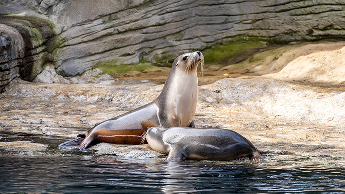 Australian Sea Lions in Seal Cove