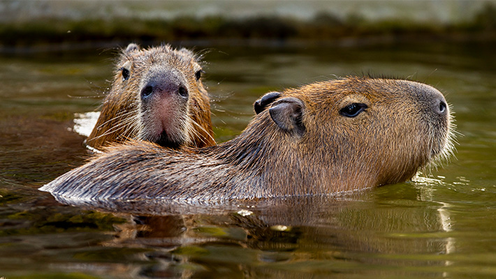 Capybaras - the 'hippopotamus of the rodent world'