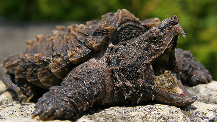 Alligator snapping turtle