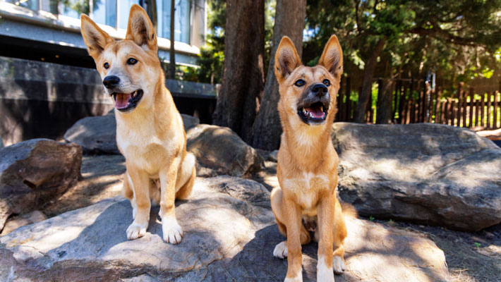 Two Dingoes Warada and Kep Kep
