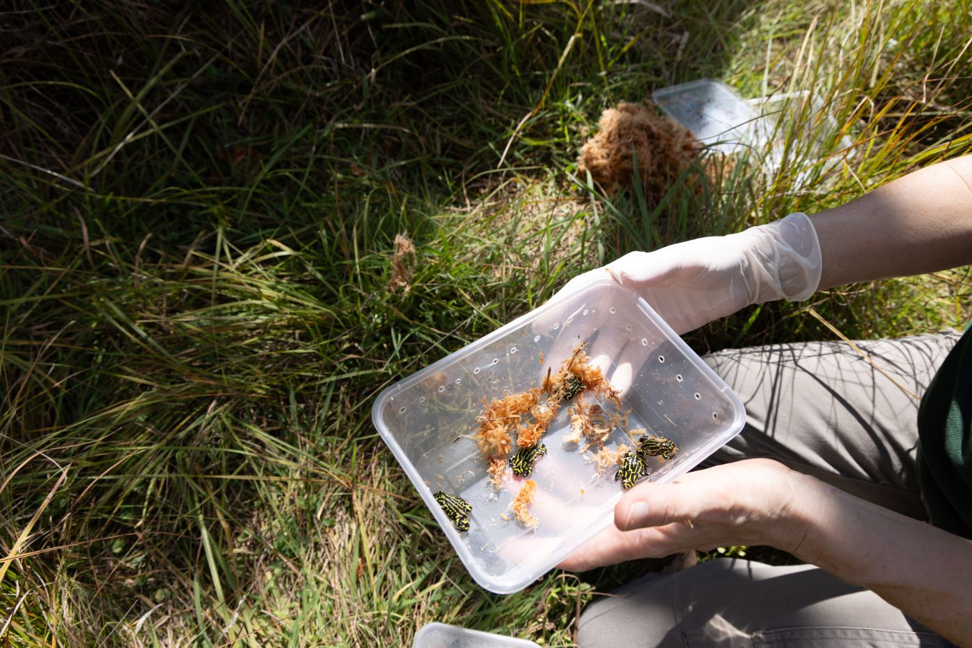 Each of the 544 Northern Corroboree frogs are carefully counted on Release
