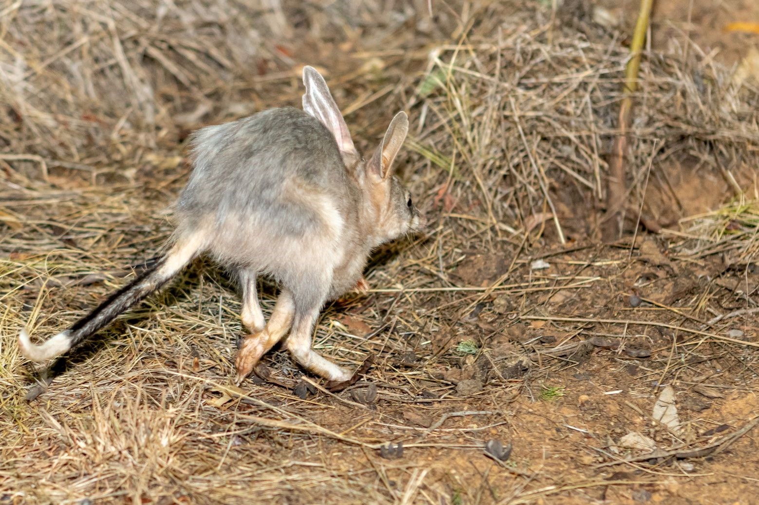 Greater Bilby in the Taronga Sanctuary