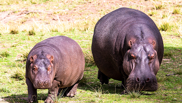 Hippopotamus, Taronga Western Plains Zoo 