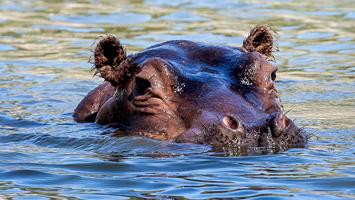 Hippopotamus, Taronga Western Plains Zoo 