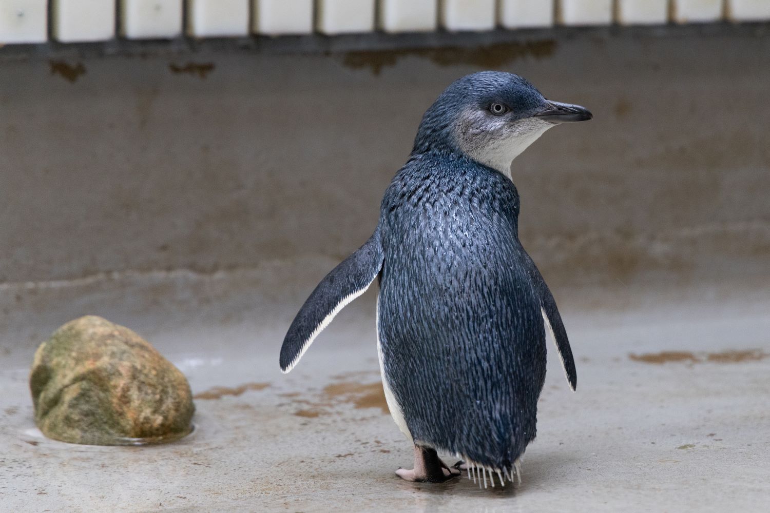 Little Penguin patient in marine rehabilitation aviary at Taronga Wildlife Hospital