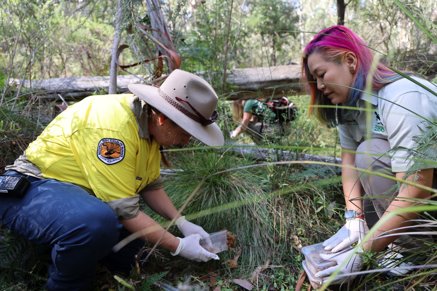 National Parks Wildlife Services and Taronga Conservation Society: Grace Black