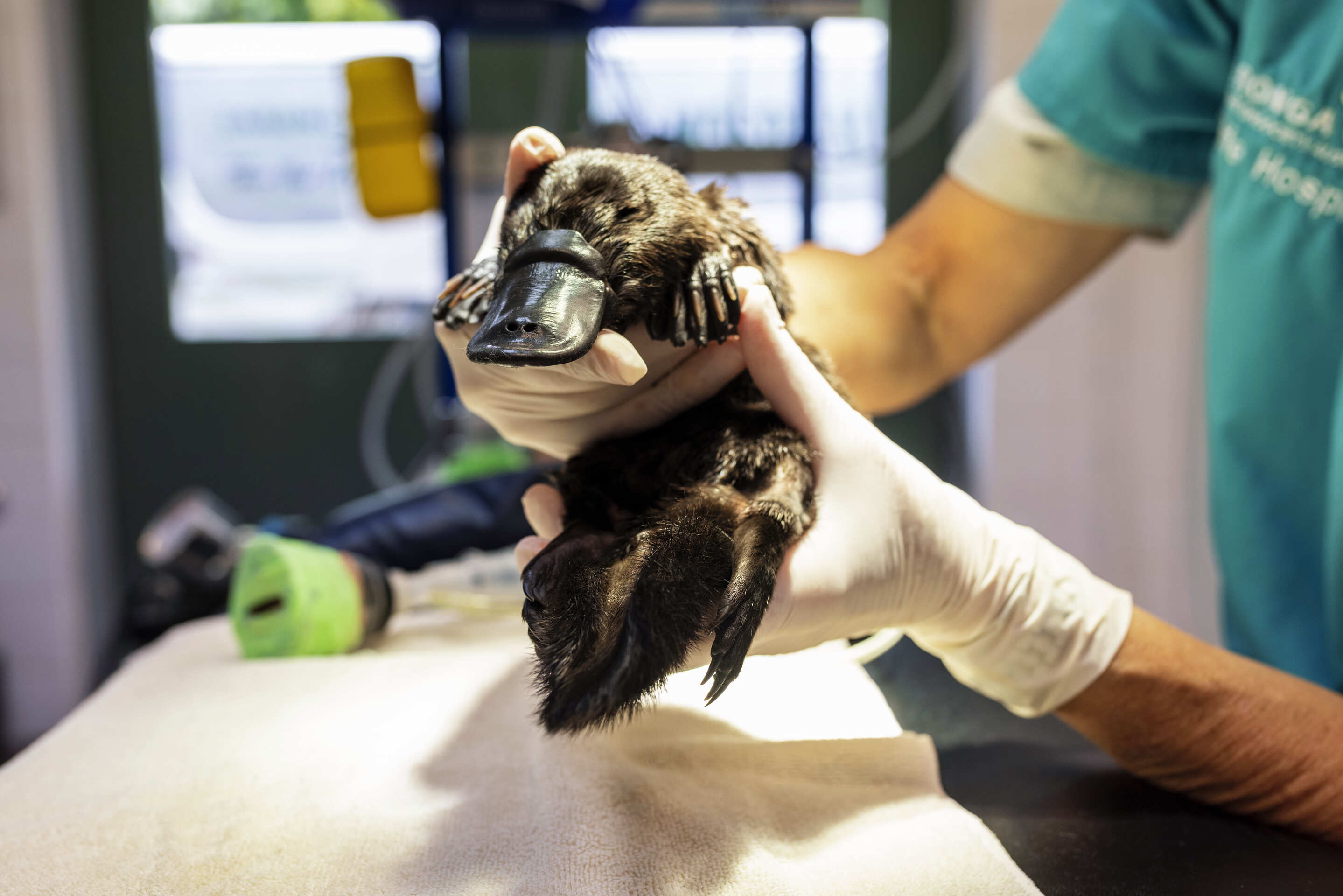 Playtpus check up at Taronga Wildlife Hospital