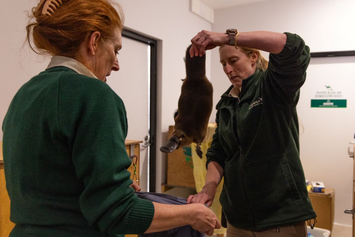 Platypus pre-release health check by Vet Gabi Tobias and Australian Fauna Supervisor Amy Guilefoyle