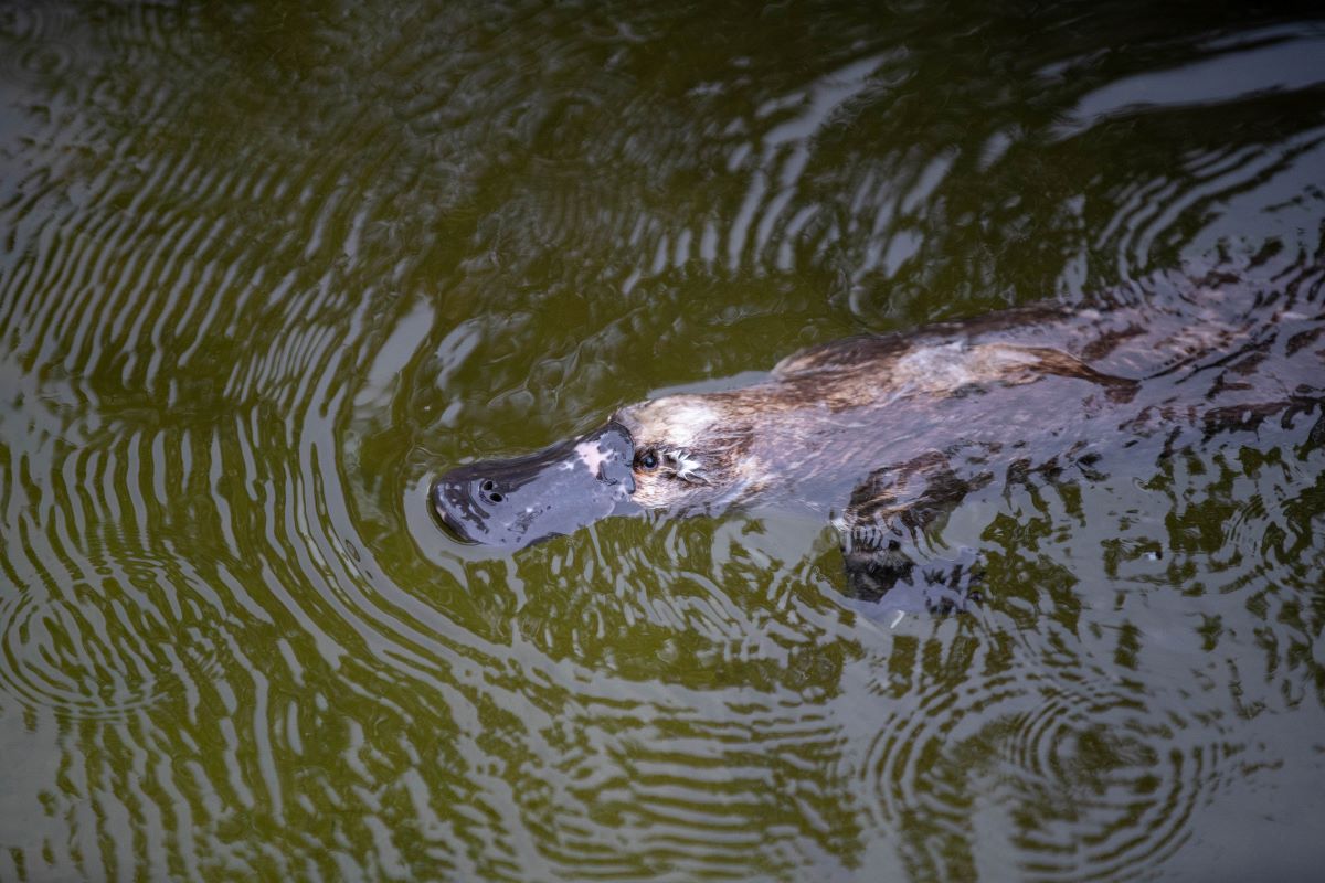 Platypus