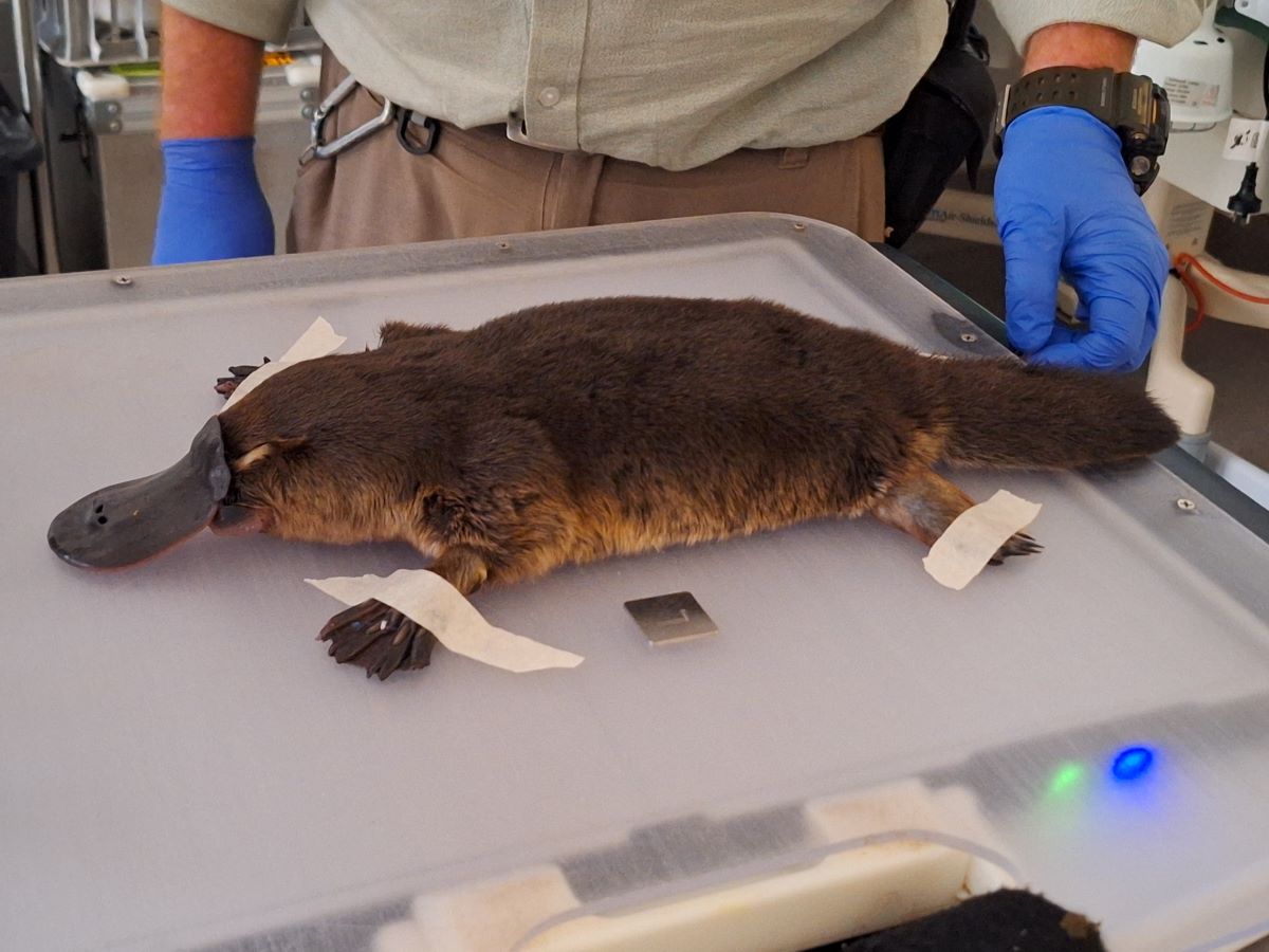 Preparing for x-ray of juvenile platypus under general anesthetic during
