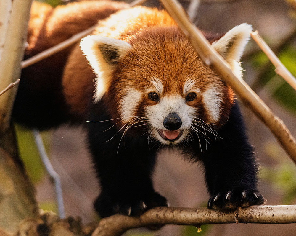 Red Panda