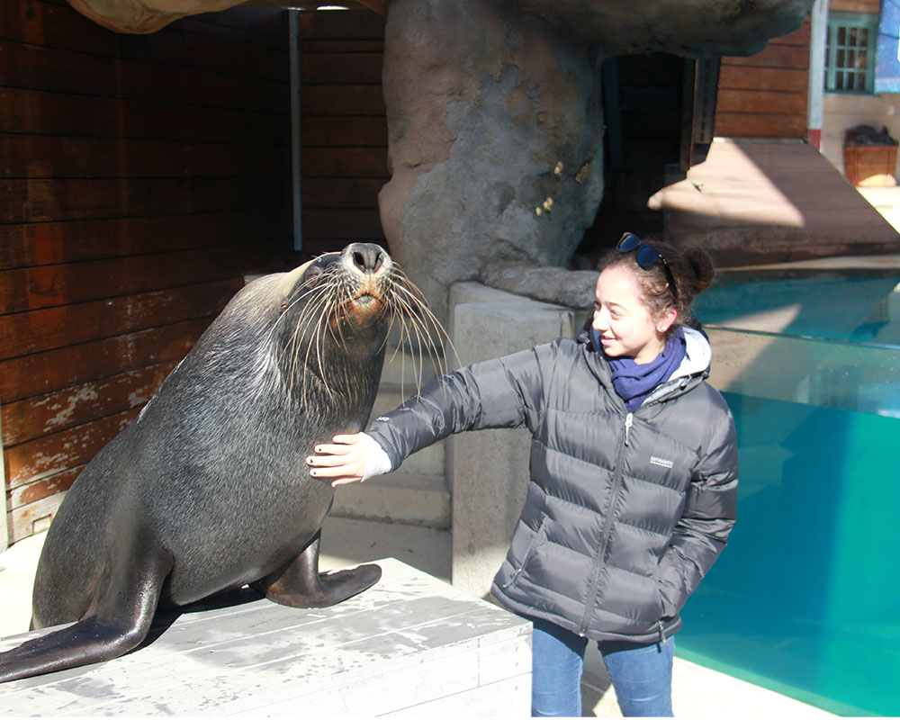 Seals for the Wild Presentation
