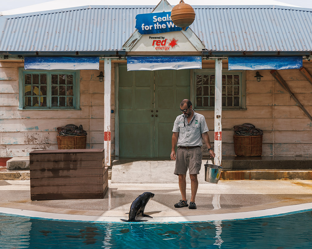 Seals for the Wild Presentation