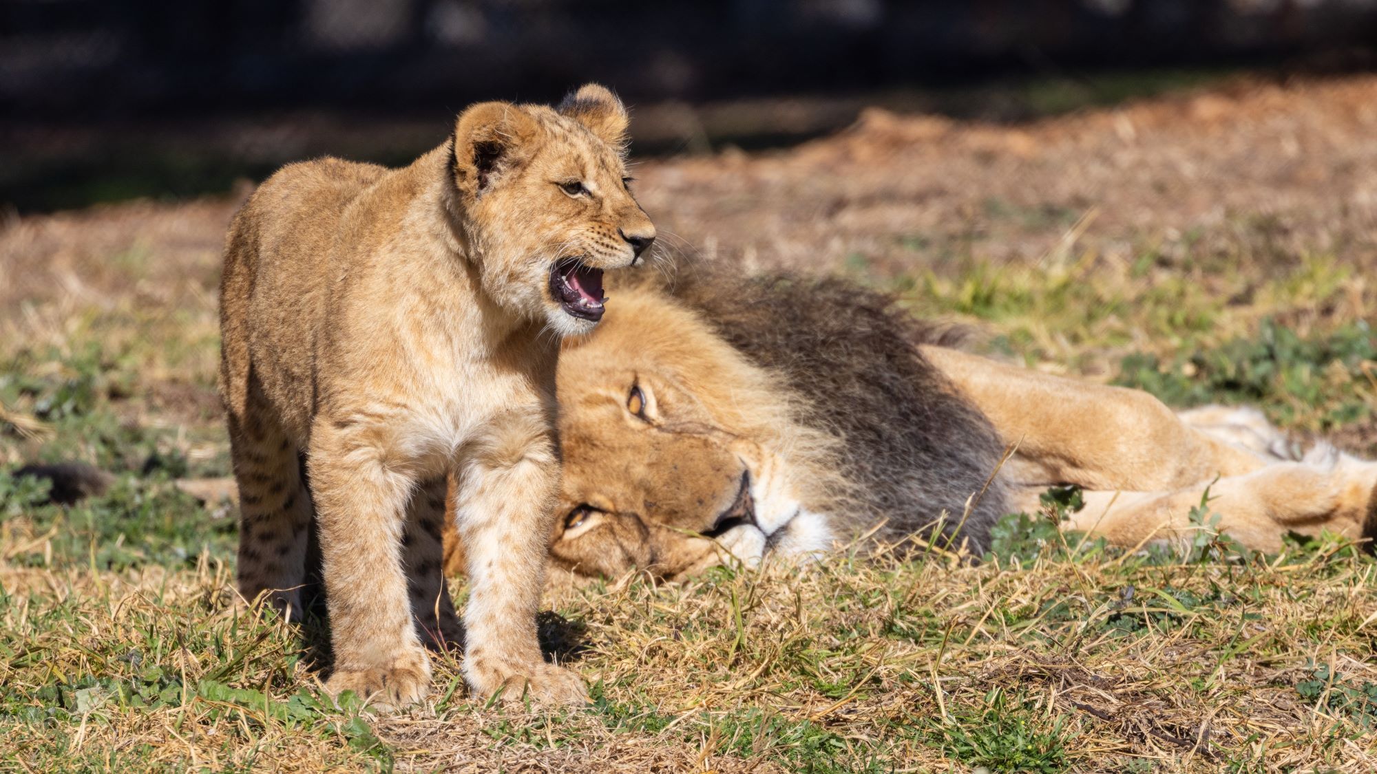 Home to our nine-strong pride of African Lions!