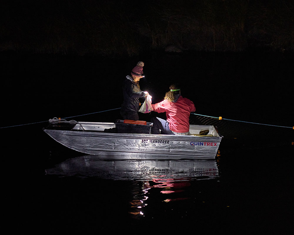 Tahneal Hawke in the field