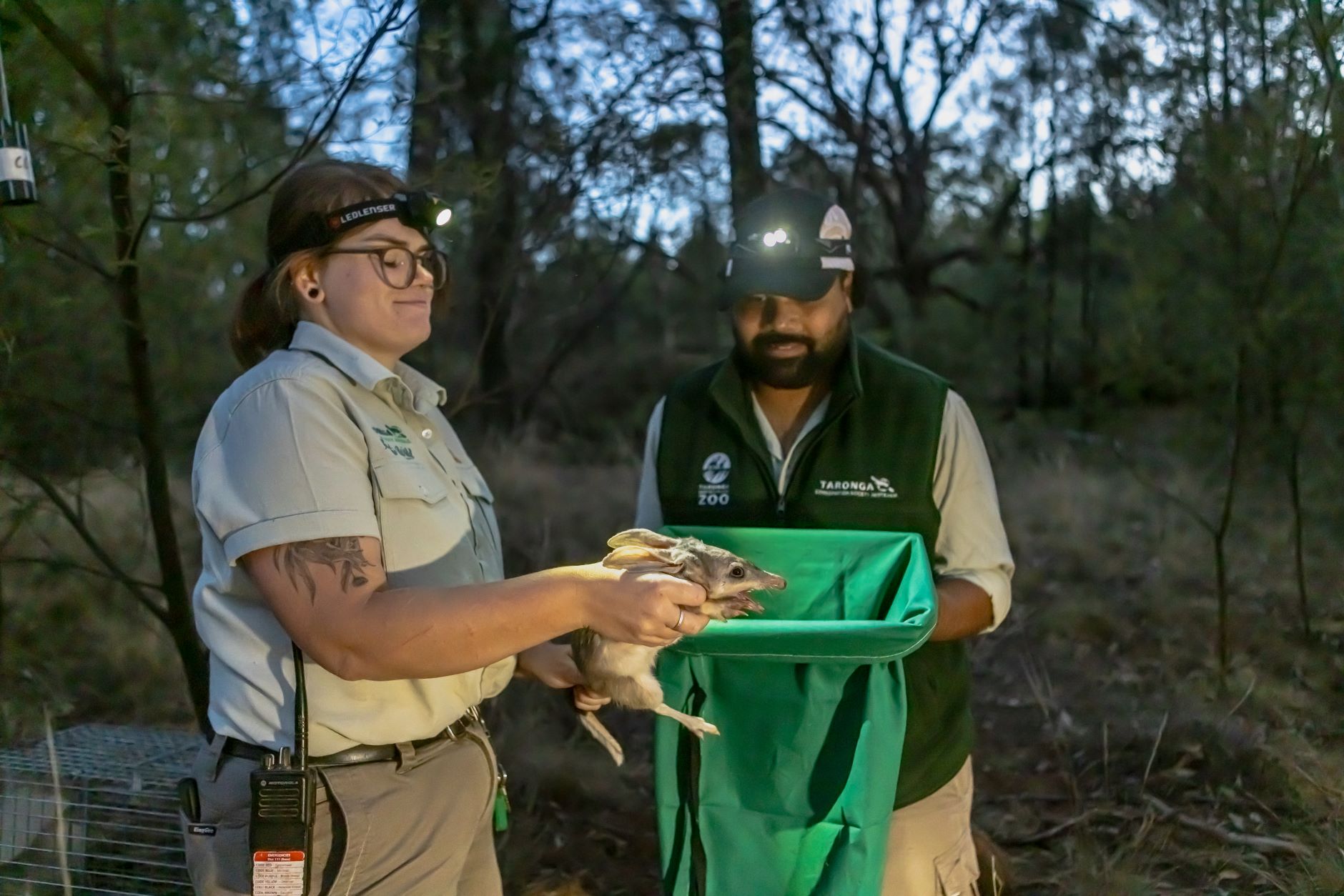 Taronga Western Plains Zoo Conservation Keeper Leonie Pascua and trainee keeper Jarred Clark assess a Greater Bilby in the Taronga Sanctuary