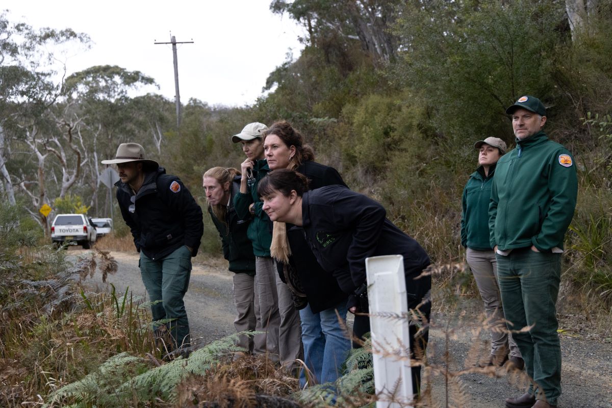 Taronga Zoo Sydney, National Parks and Wildlife Services and WIRES watch on