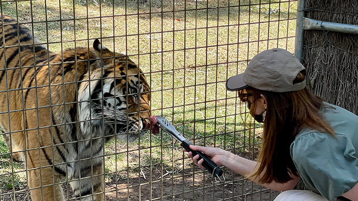 Tiger encounter at Taronga Western Plains Zoo