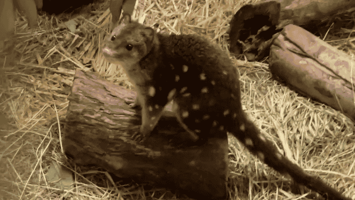 Spotted-tailed quoll recovering under the care of Taronga Wildlife Hospital | credit: Taronga Vet Nurse Jess McCray