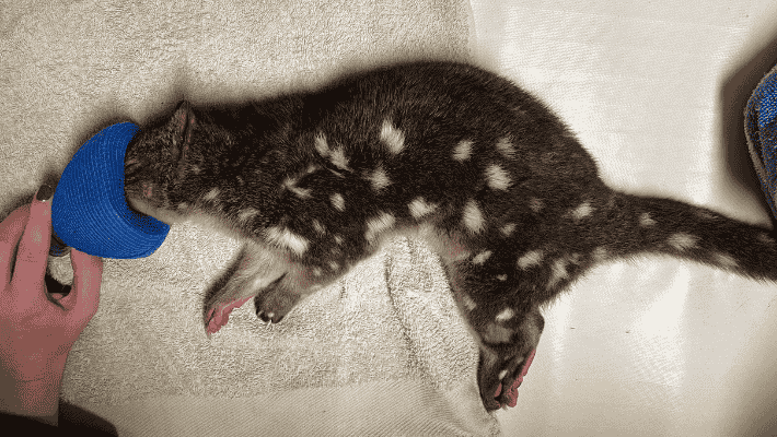 Spotted-tailed quoll under anesthesia at Taronga Wildlife Hospital | credit: Taronga Vet Nurse Jess McCray