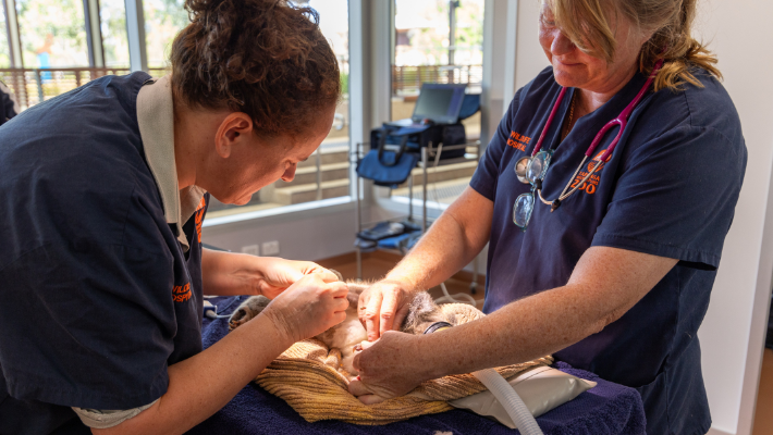 Zoo’s veterinary team working to support 'Hanks' recovery