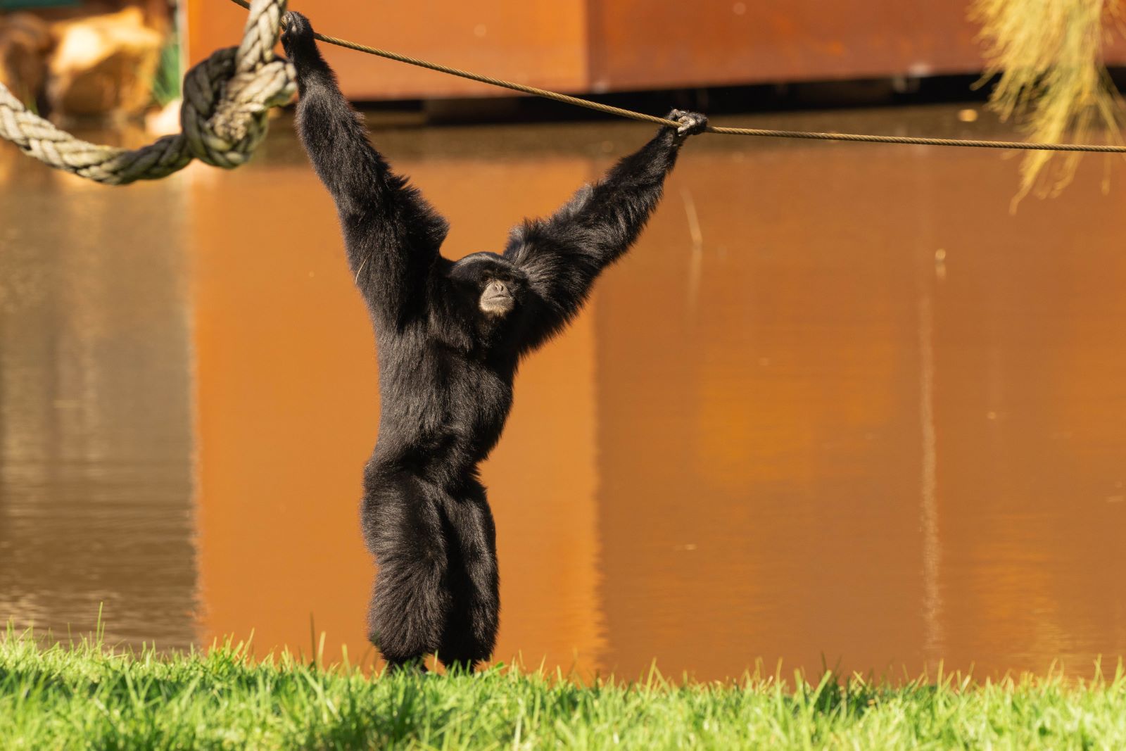 Credit: Greg Gawthorne