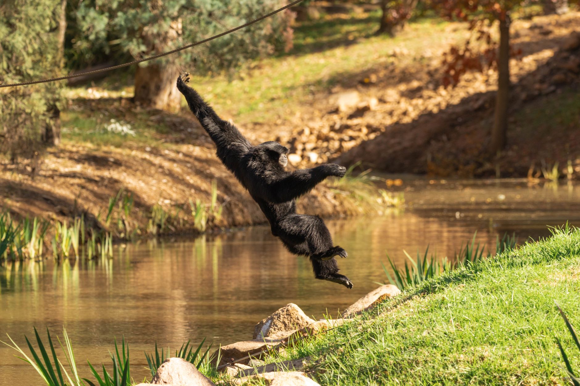 Credit: Greg Gawthorne