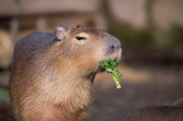Capybara