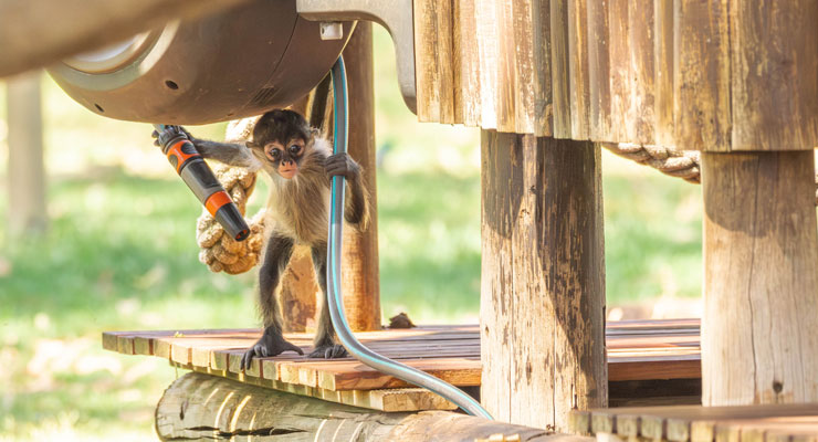 Black-handed Spider Monkey baby explores the exhibit