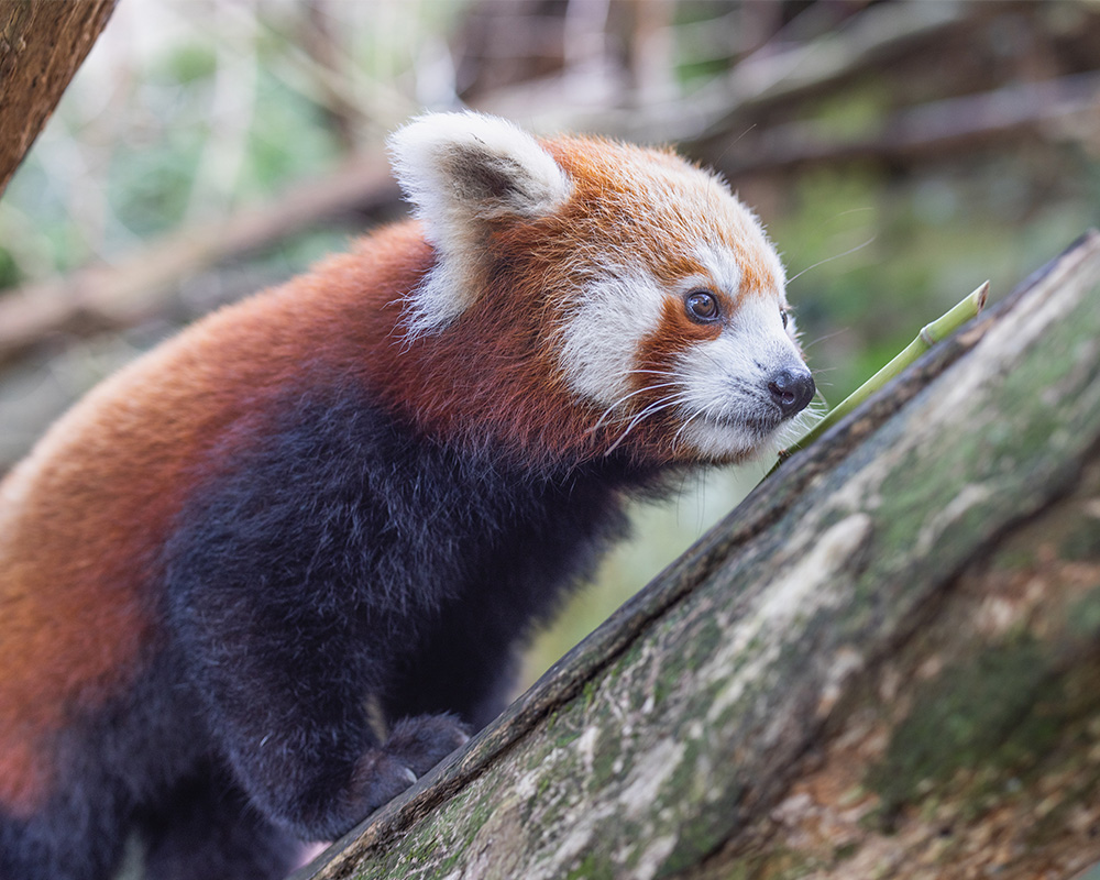Red Panda
