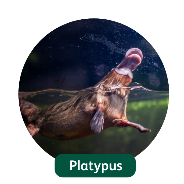 Matilda Platypus
