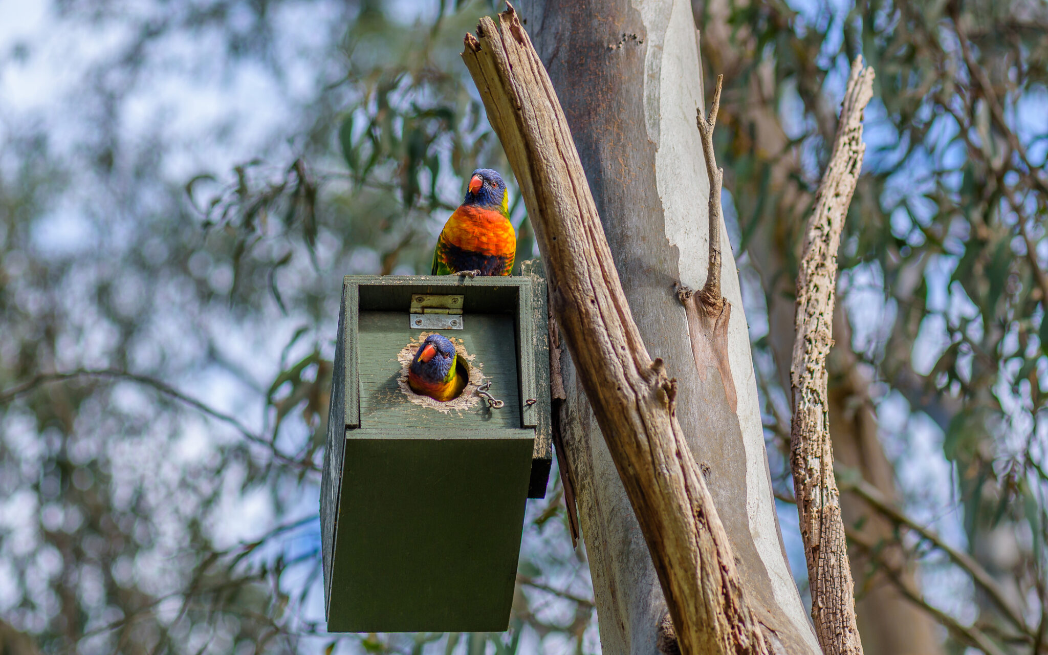 Rainbow Lorikeets utilising Birdbox